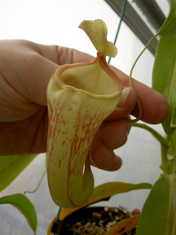 Nepenthes x Red Leopard, upper pitchers